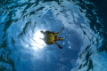   Turtle comes sun  